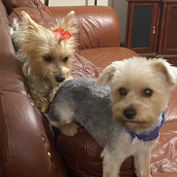 Meet your Posher, yamy - Picture 6 of 10